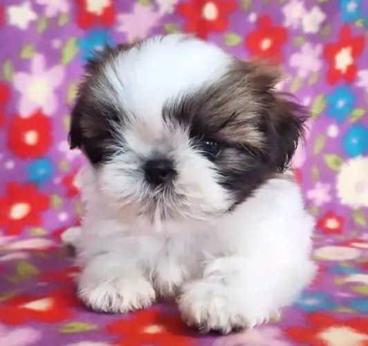 Filhote de Shih Tzu Macho/Fêmea Pronta Entrega