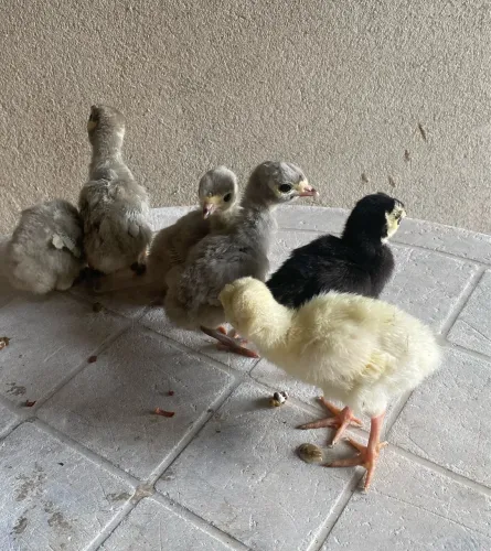 Filhotes de perus e codornas