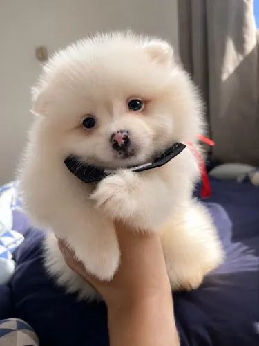 Filhote de Spitz Alemão anão