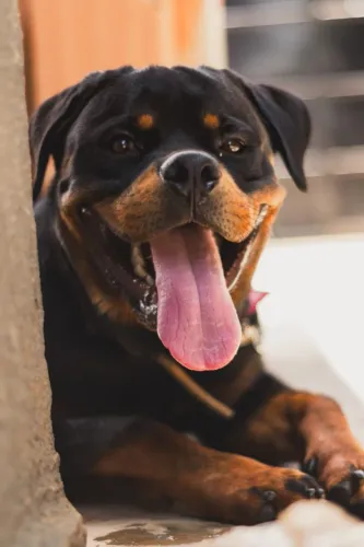 Filhote de rottweiler