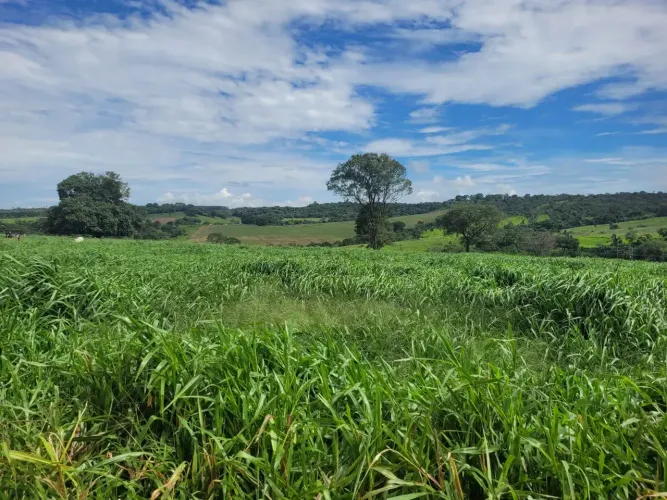 LINDA FAZENDA de 75 Hectares em Leopoldo de Bulhões-GO