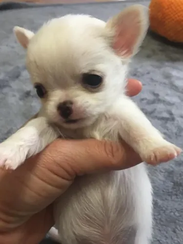 Filhote de cachorro Chihuahua com temperamento amigável e dócil