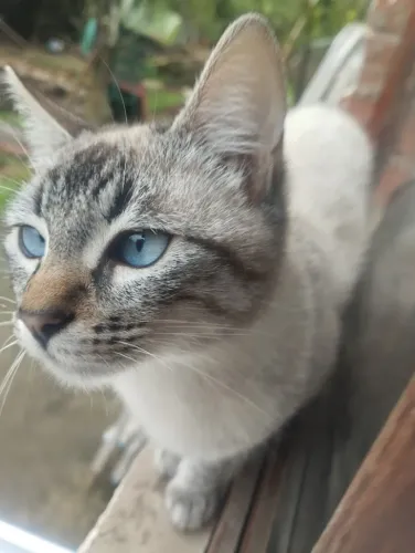 Gatinho Macho Branco - 9 Meses