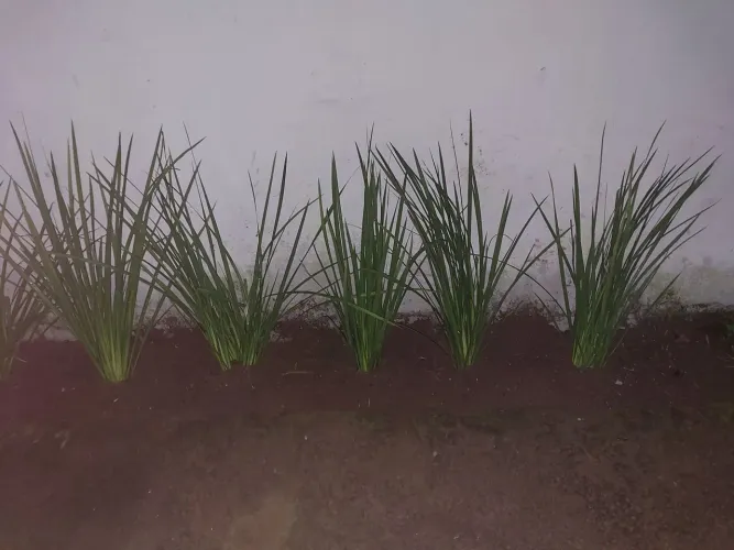 Mudas de Moreia para jardim
