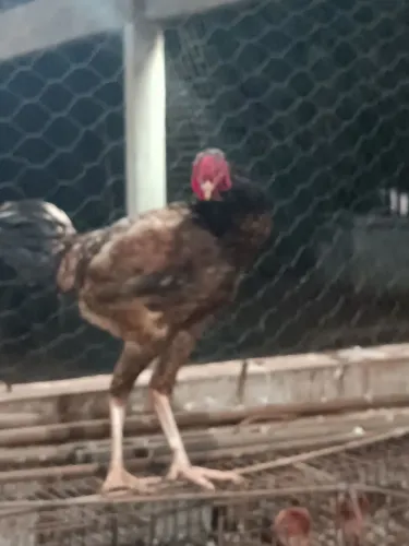 Galo reprodutor caipira