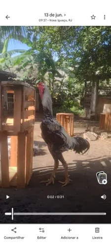 Galo índio gigante 1,12cm