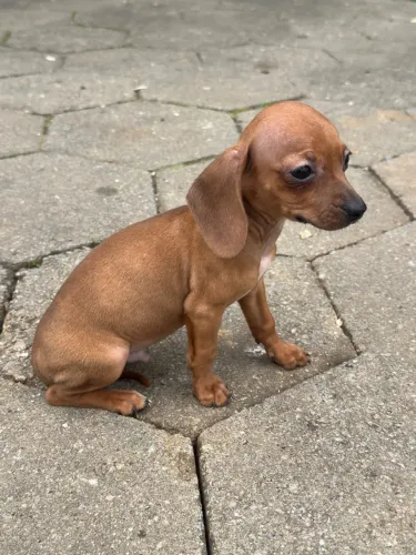 Dachshund (Salsichinha) Macho à Venda