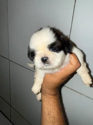 SHIH TZU PURO