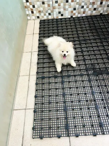 Spitz Alemão adorável
