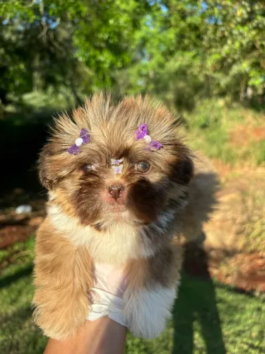 Vendo linda Fêmea de Shitzu mini