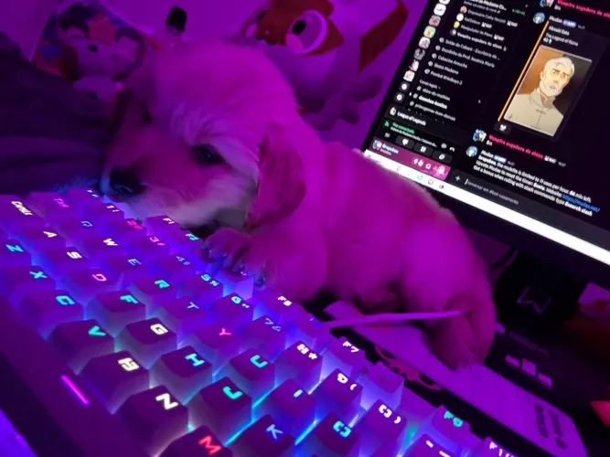 Cachorro