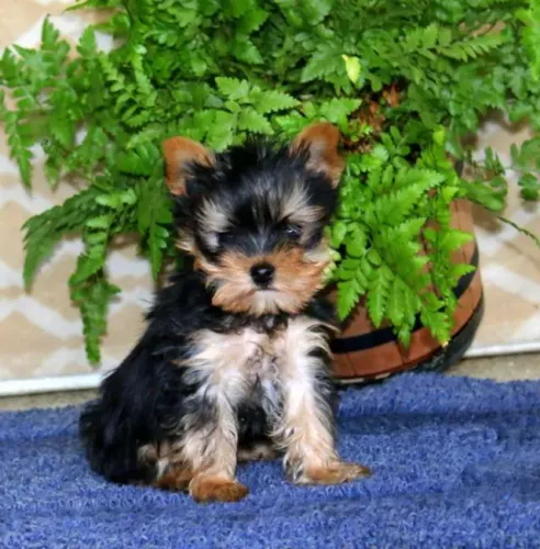 Yorkshire Terrier,Yorkshire Terrier Filhote Muito Amoroso e Dócil