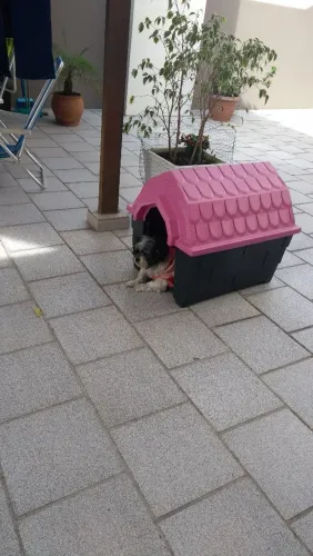 Casinha cachorro