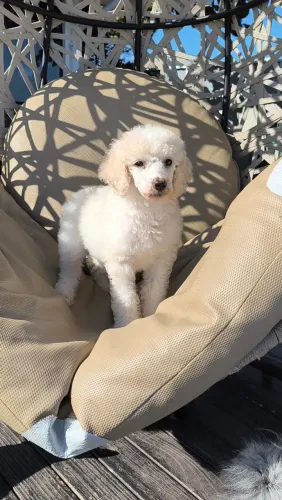 Poodle gigante fêmeas