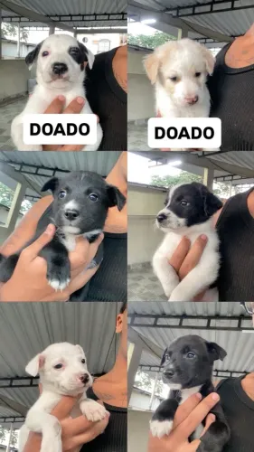 Cachorro Filhotes VIRA LATA DOAÇÃO 
