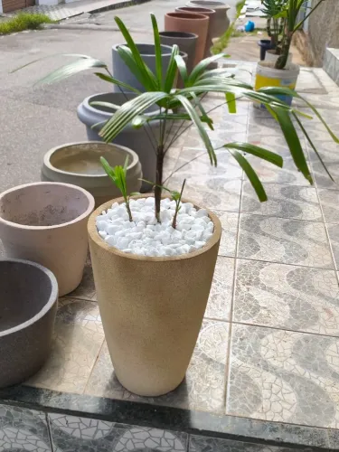 Palmeira raphis no vaso