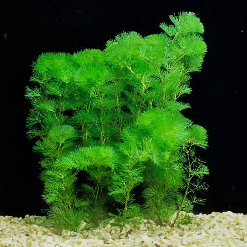 Cabomba planta aquática porção 4 mudas