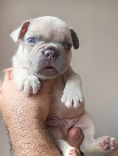 Bulldog francês lilac faw