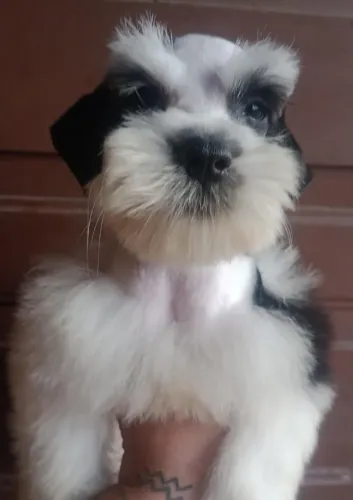 Filhote de Schnauzer Fêmea 