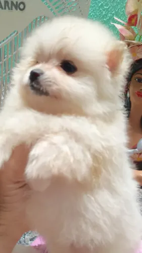 fêmea de Lulu da Pomerânia excelente linhagem, minúsculos