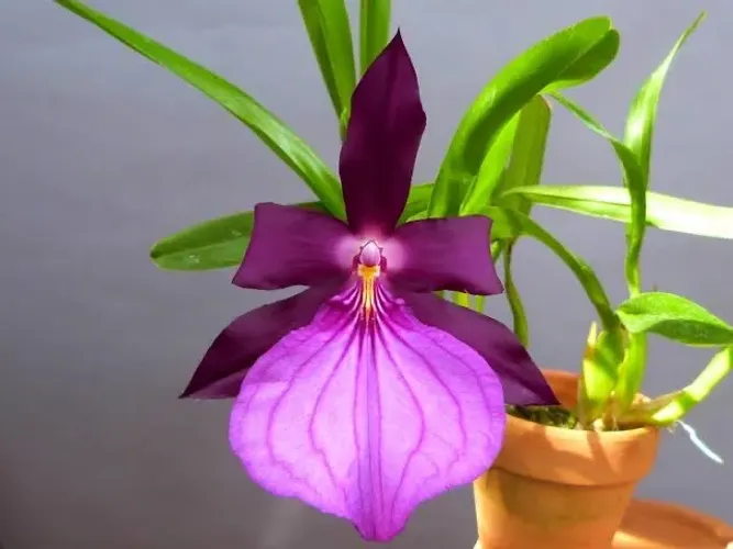 Muda corte de miltonia moreliana