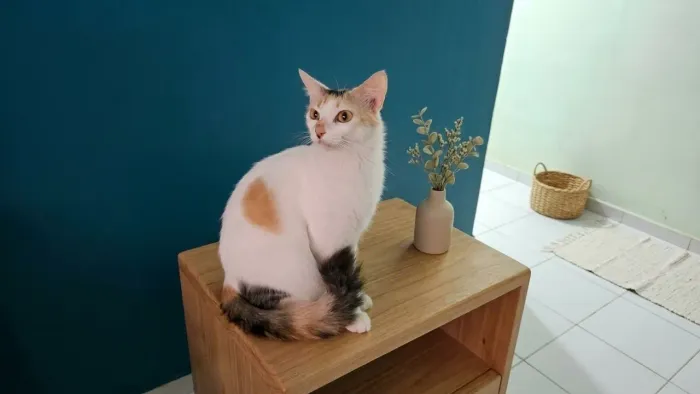 Gatinha Belinha para adoção!