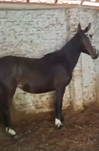 ÉGUA PRENHA DE JUMENTO