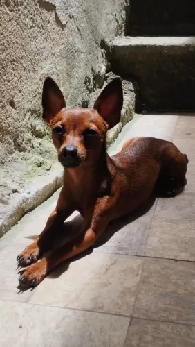 Pinscher 0 disponível para cobertura