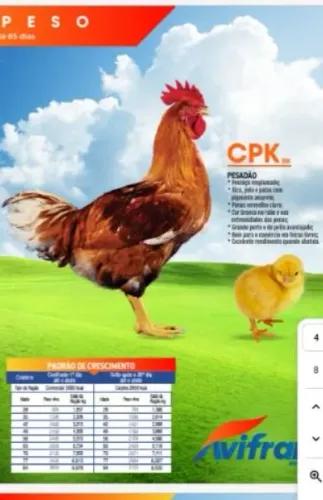Pintinhos caipirão