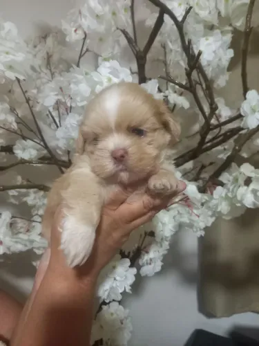 Filhote macho de Lhasa Apso.