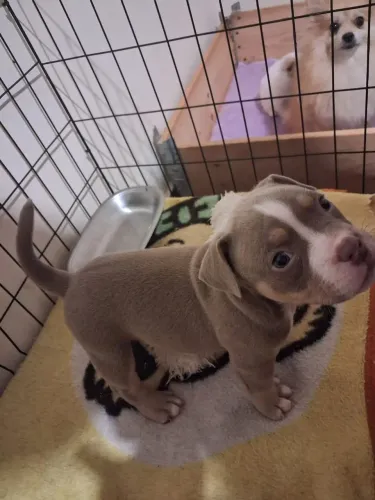 American Bully