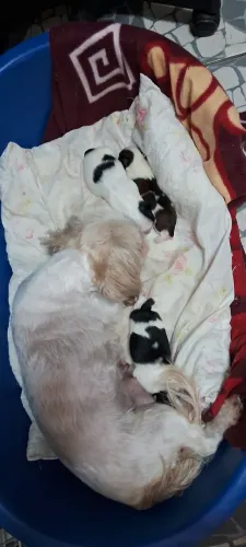 Cachorrinhos