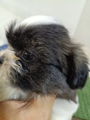 Shih tzu machinho