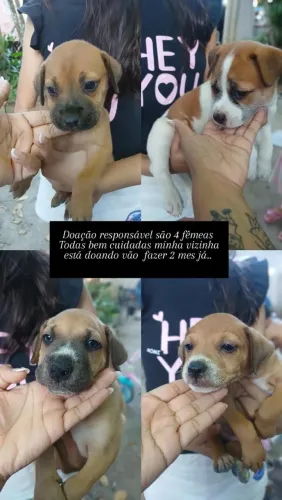 Filhos fêmeas