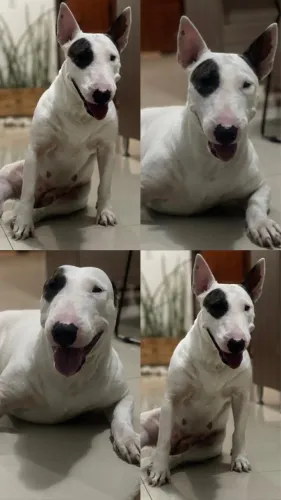 Procura namorado Bull Terrier