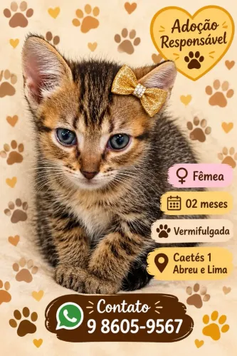 Adoção de Gatinha Tigrada