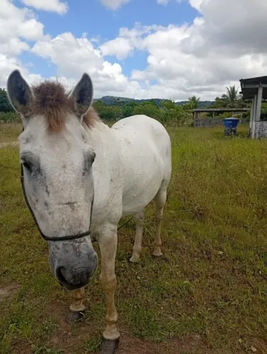 Cavalo e 2 carroça