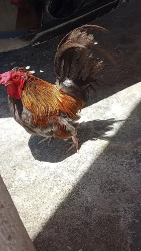 galo garnize