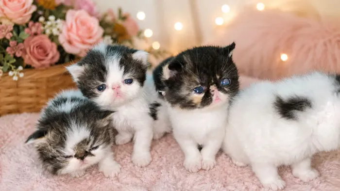 Gatos Persas