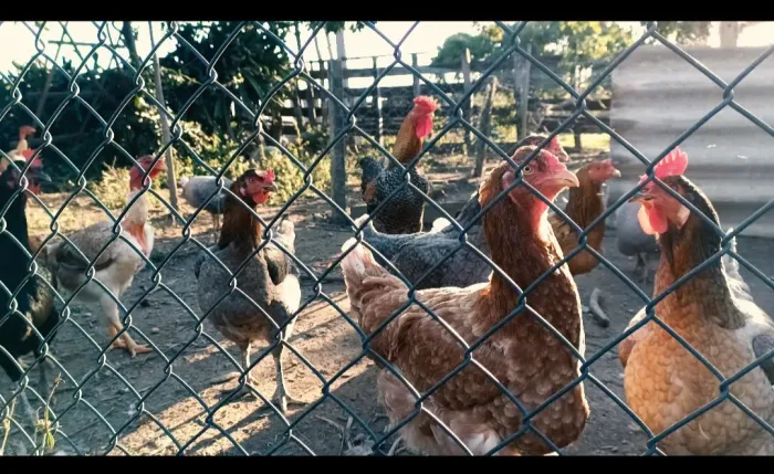Frangos