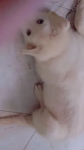Cachorro