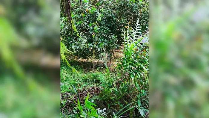 Chácara em Campina Grande do Sul | 55.000 m² | próx. à BR-116