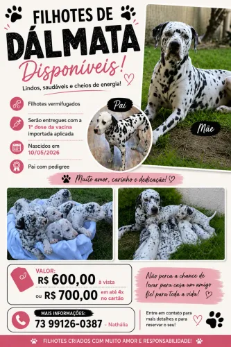 Filhotes de dálmata