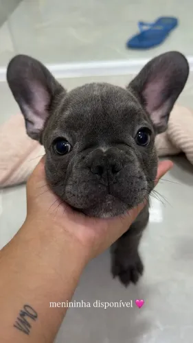 buldogue francês