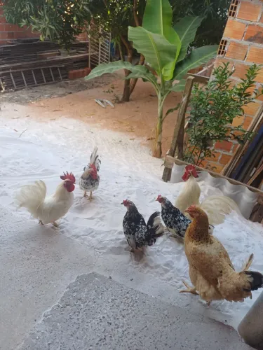 Galinhas  e galos