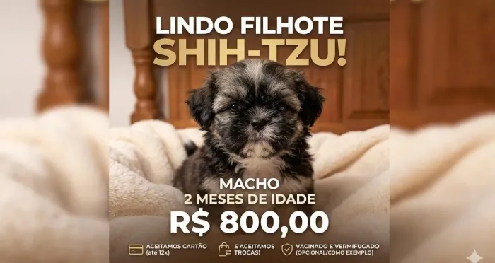 Filhote de shihtzu