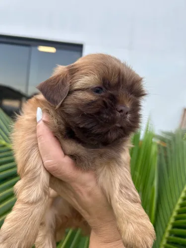 ShihTzu macho e fêmea 