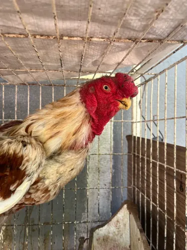 FRANGO ÍNDIO BICO CURTO ASIL