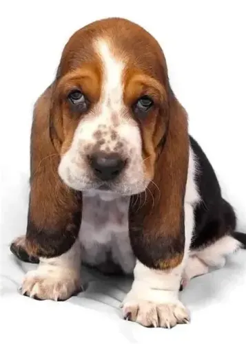 Basset Hound Machos e Femeas