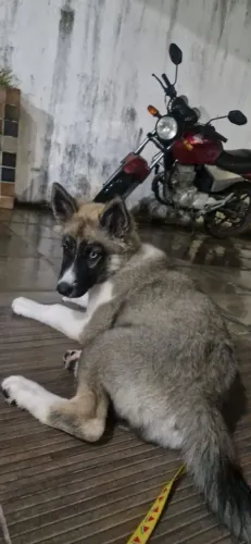 Filhote de husky com pastor alemão
